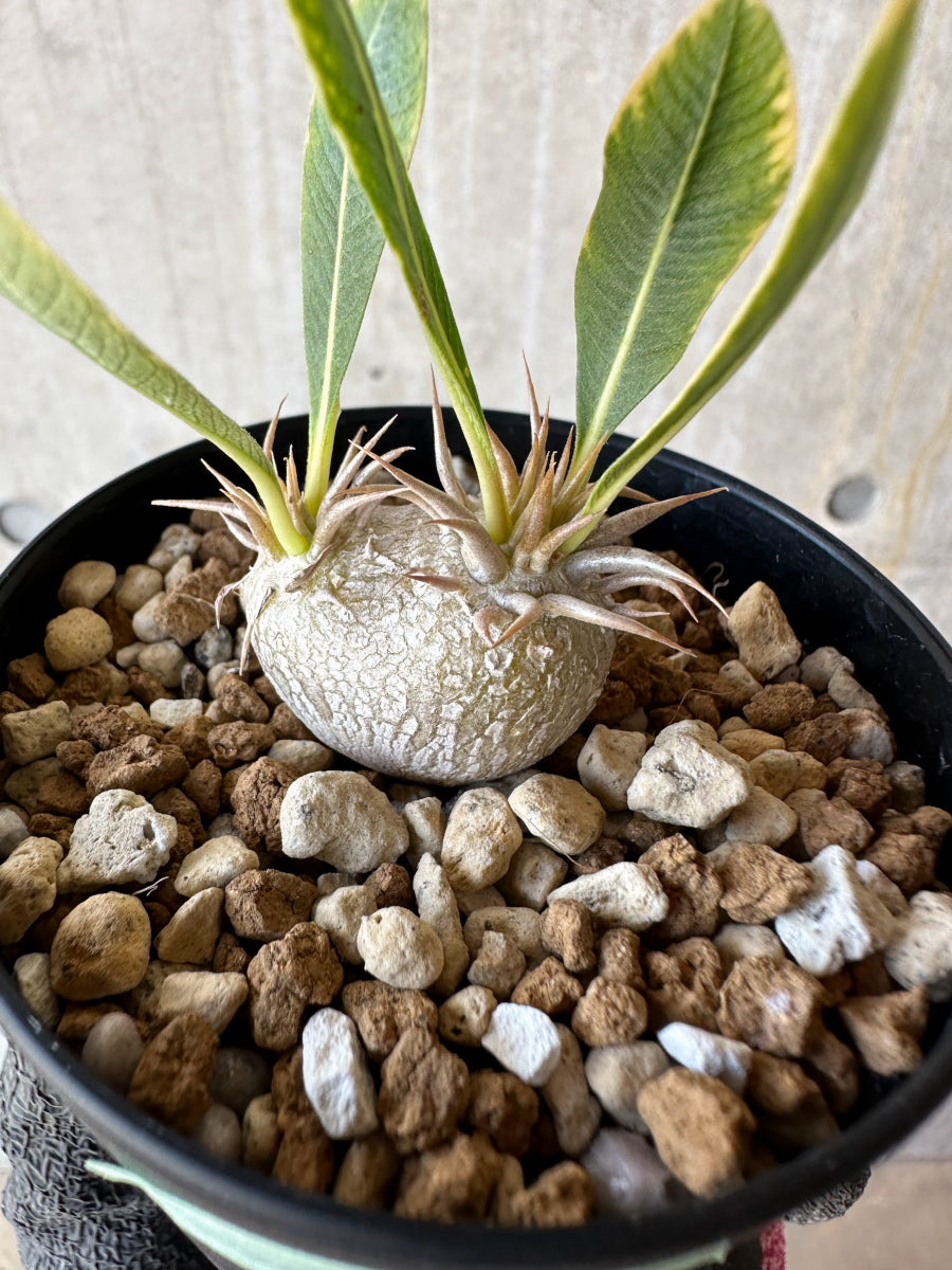 現品限り】パキポディウム・恵比寿笑い 白花【F55】 Pachypodium