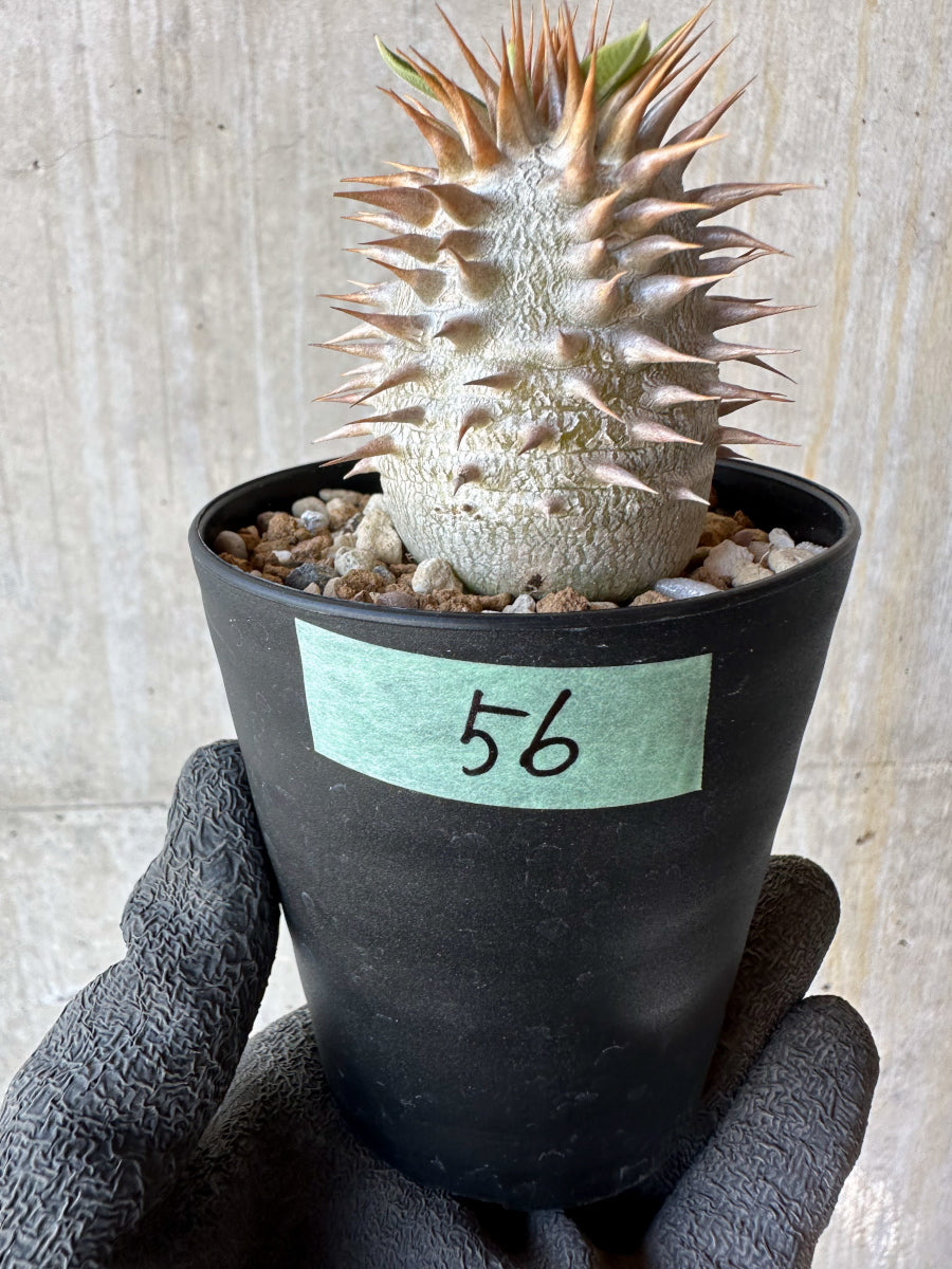 【現品限り】パキポディウム・恵比寿笑い 白花【F56】 Pachypodium brevicaule leucoxanthum