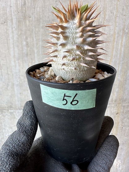 【現品限り】パキポディウム・恵比寿笑い 白花【F56】 Pachypodium brevicaule leucoxanthum