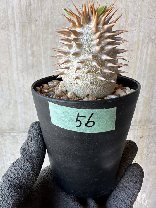 【現品限り】パキポディウム・恵比寿笑い 白花【F56】 Pachypodium brevicaule leucoxanthum
