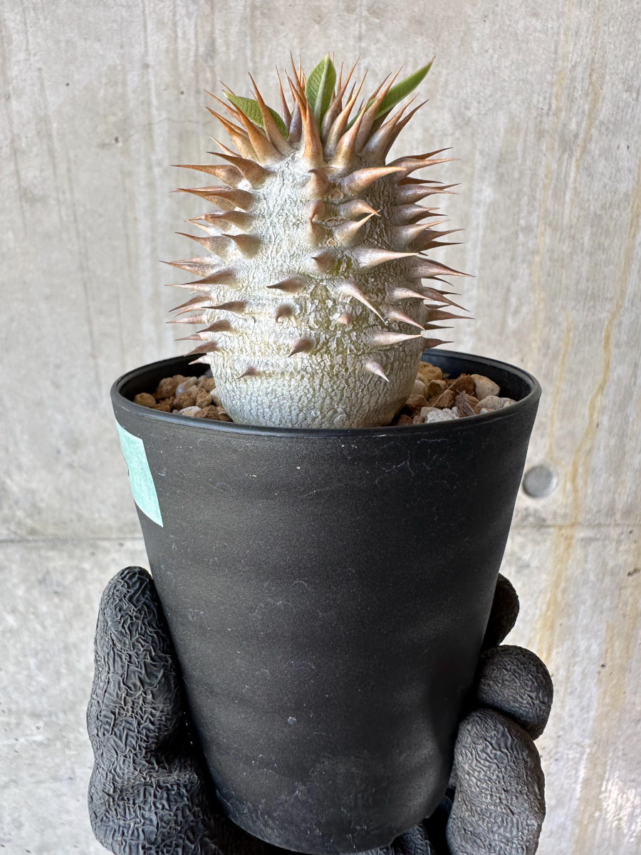 【現品限り】パキポディウム・恵比寿笑い 白花【F56】 Pachypodium brevicaule leucoxanthum