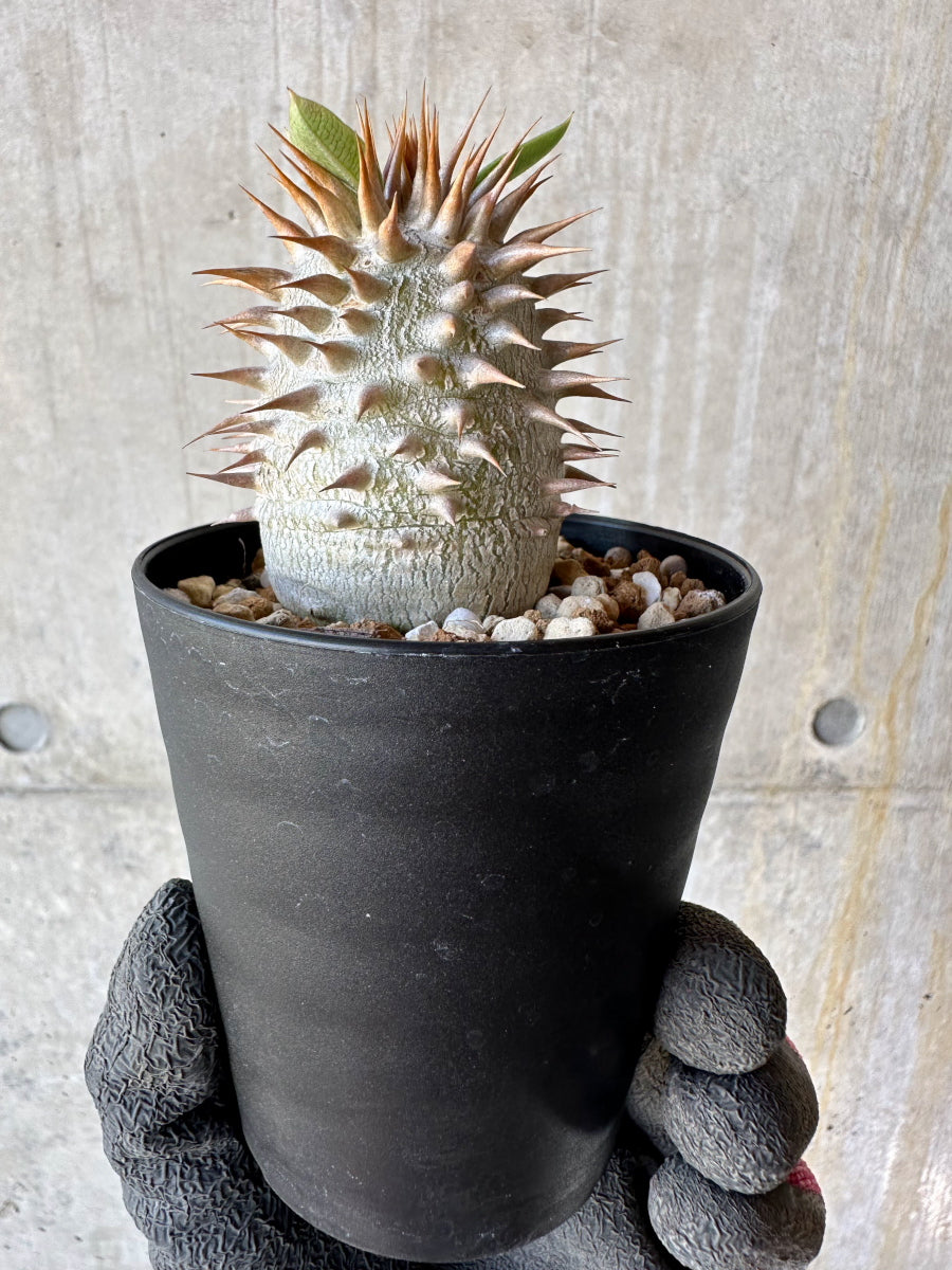 【現品限り】パキポディウム・恵比寿笑い 白花【F56】 Pachypodium brevicaule leucoxanthum