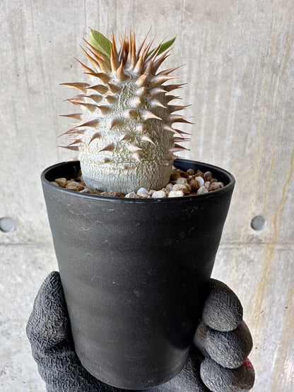 【現品限り】パキポディウム・恵比寿笑い 白花【F56】 Pachypodium brevicaule leucoxanthum