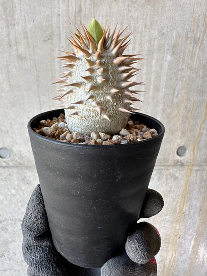 【現品限り】パキポディウム・恵比寿笑い 白花【F56】 Pachypodium brevicaule leucoxanthum