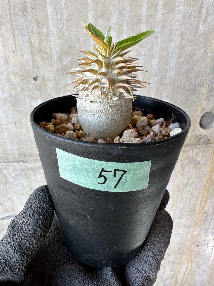 【現品限り】パキポディウム・恵比寿笑い 白花【F57】 Pachypodium brevicaule leucoxanthum