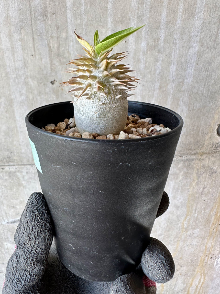 【現品限り】パキポディウム・恵比寿笑い 白花【F57】 Pachypodium brevicaule leucoxanthum