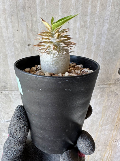 【現品限り】パキポディウム・恵比寿笑い 白花【F57】 Pachypodium brevicaule leucoxanthum