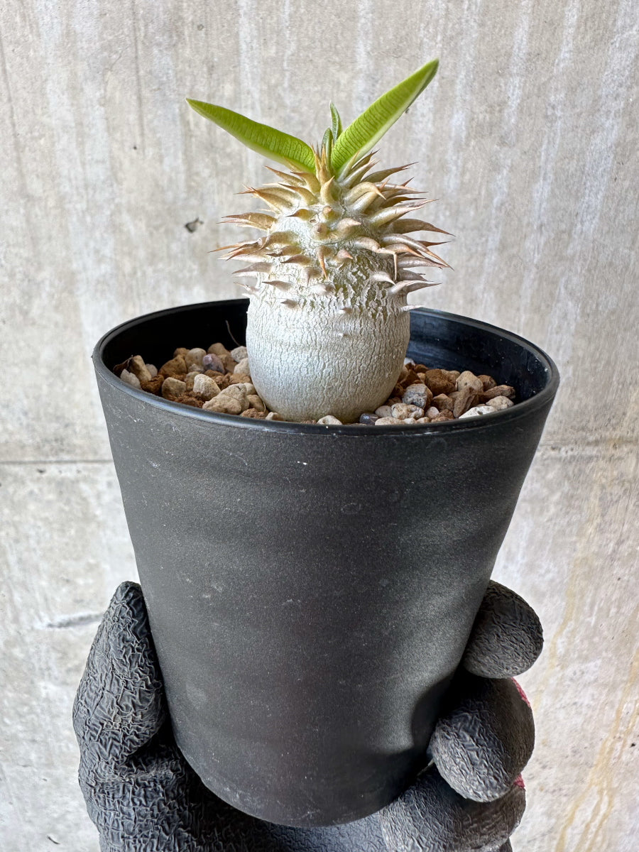 【現品限り】パキポディウム・恵比寿笑い 白花【F57】 Pachypodium brevicaule leucoxanthum
