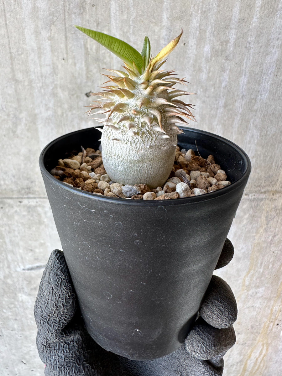 【現品限り】パキポディウム・恵比寿笑い 白花【F57】 Pachypodium brevicaule leucoxanthum