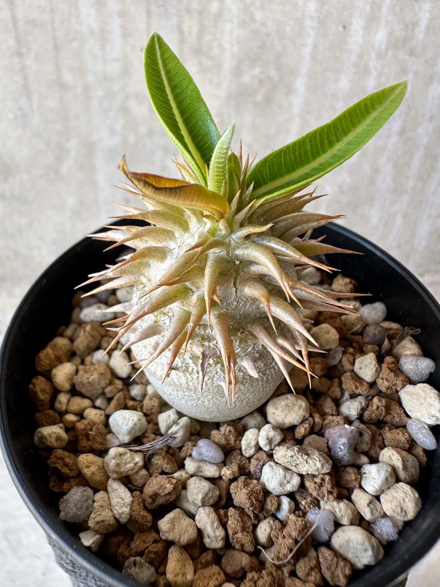 【現品限り】パキポディウム・恵比寿笑い 白花【F57】 Pachypodium brevicaule leucoxanthum