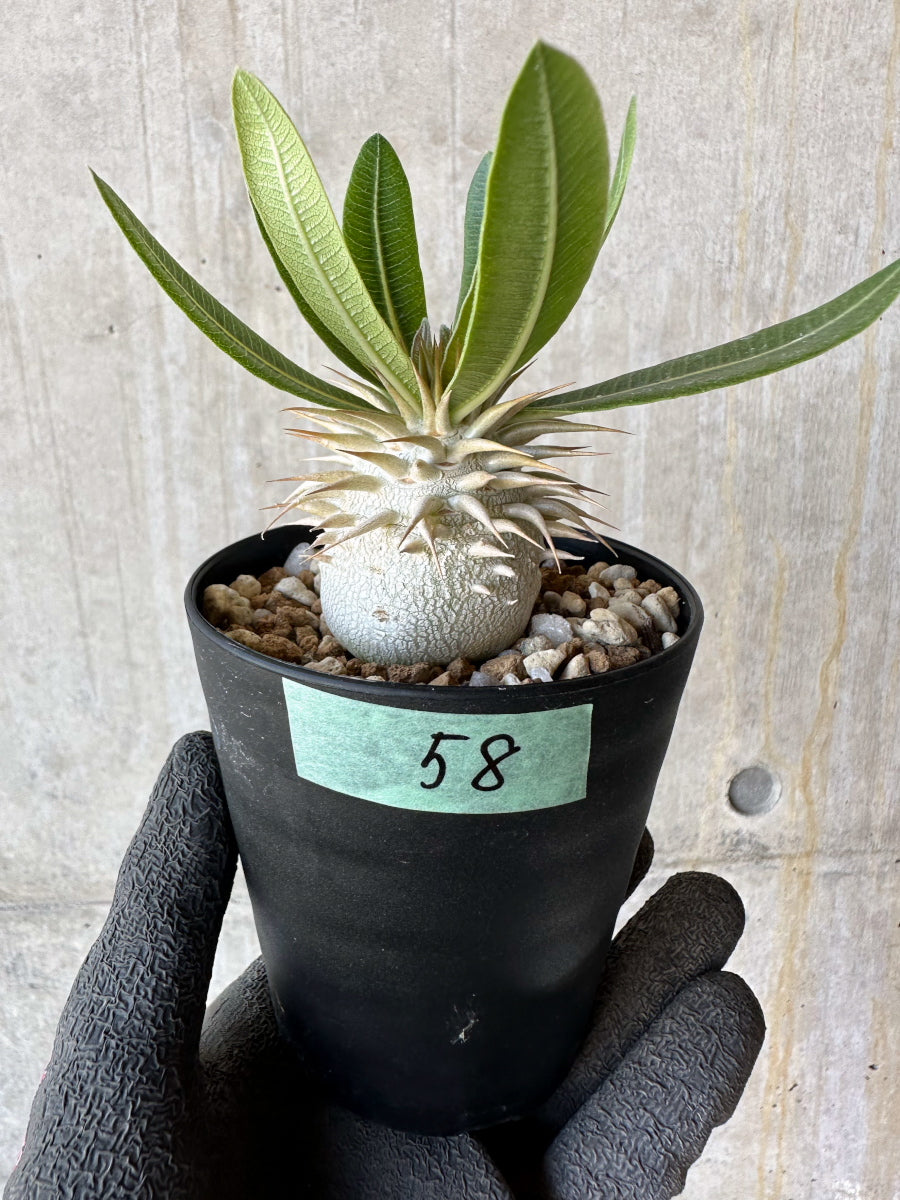 現品限り】パキポディウム・恵比寿笑い 白花【F58】 Pachypodium