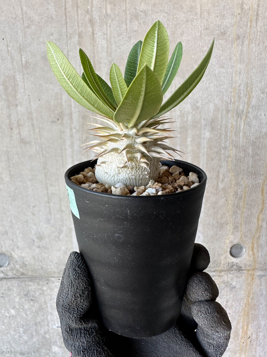 【現品限り】パキポディウム・恵比寿笑い 白花【F58】 Pachypodium brevicaule leucoxanthum