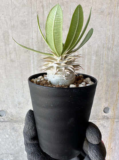 【現品限り】パキポディウム・恵比寿笑い 白花【F58】 Pachypodium brevicaule leucoxanthum