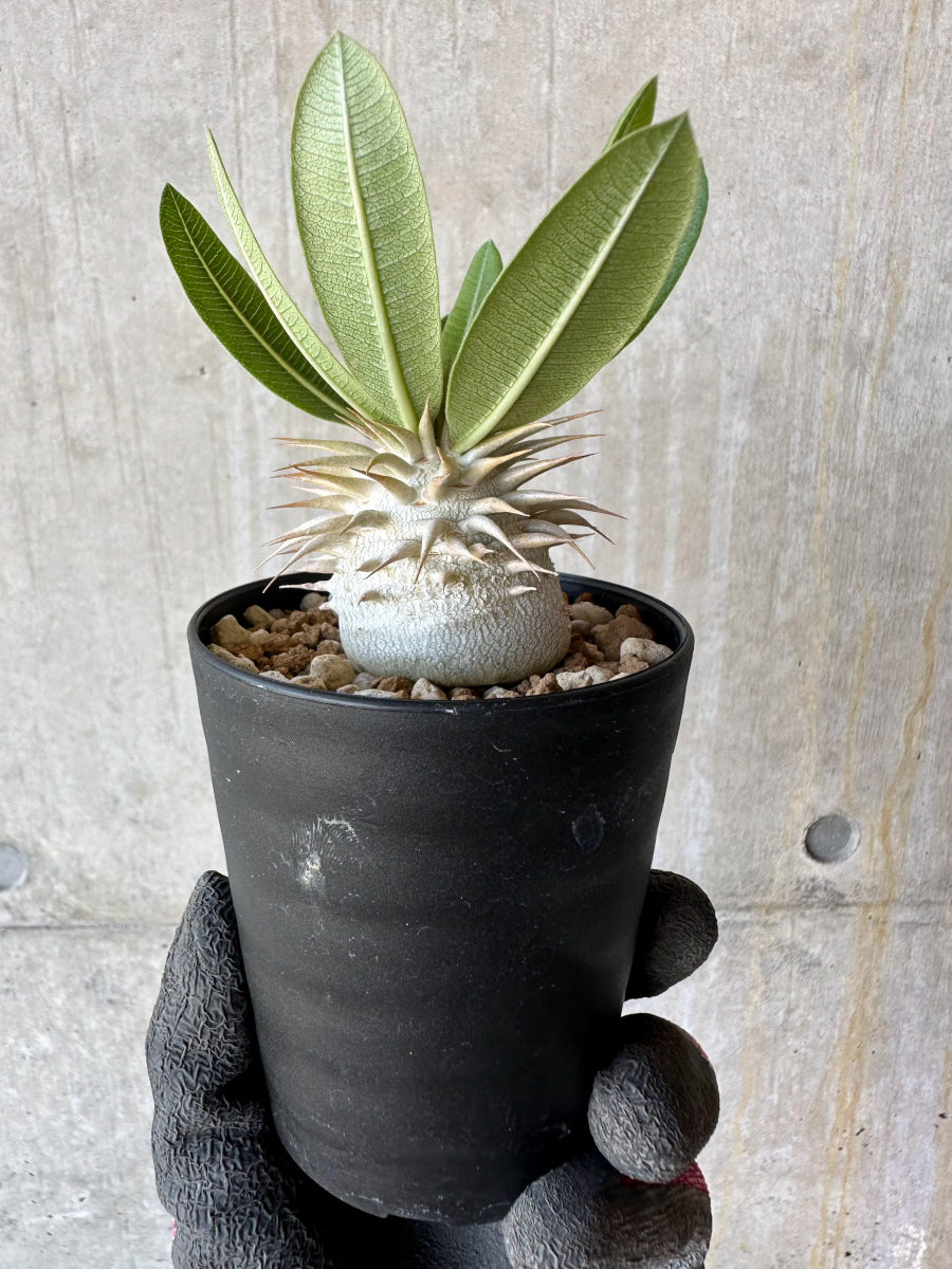 パキポディウム 恵比寿笑い Pachypodium brevicaule ㉗ 現品限り】パキポディウム・恵比寿笑い 白花【F58】 Pachypodium