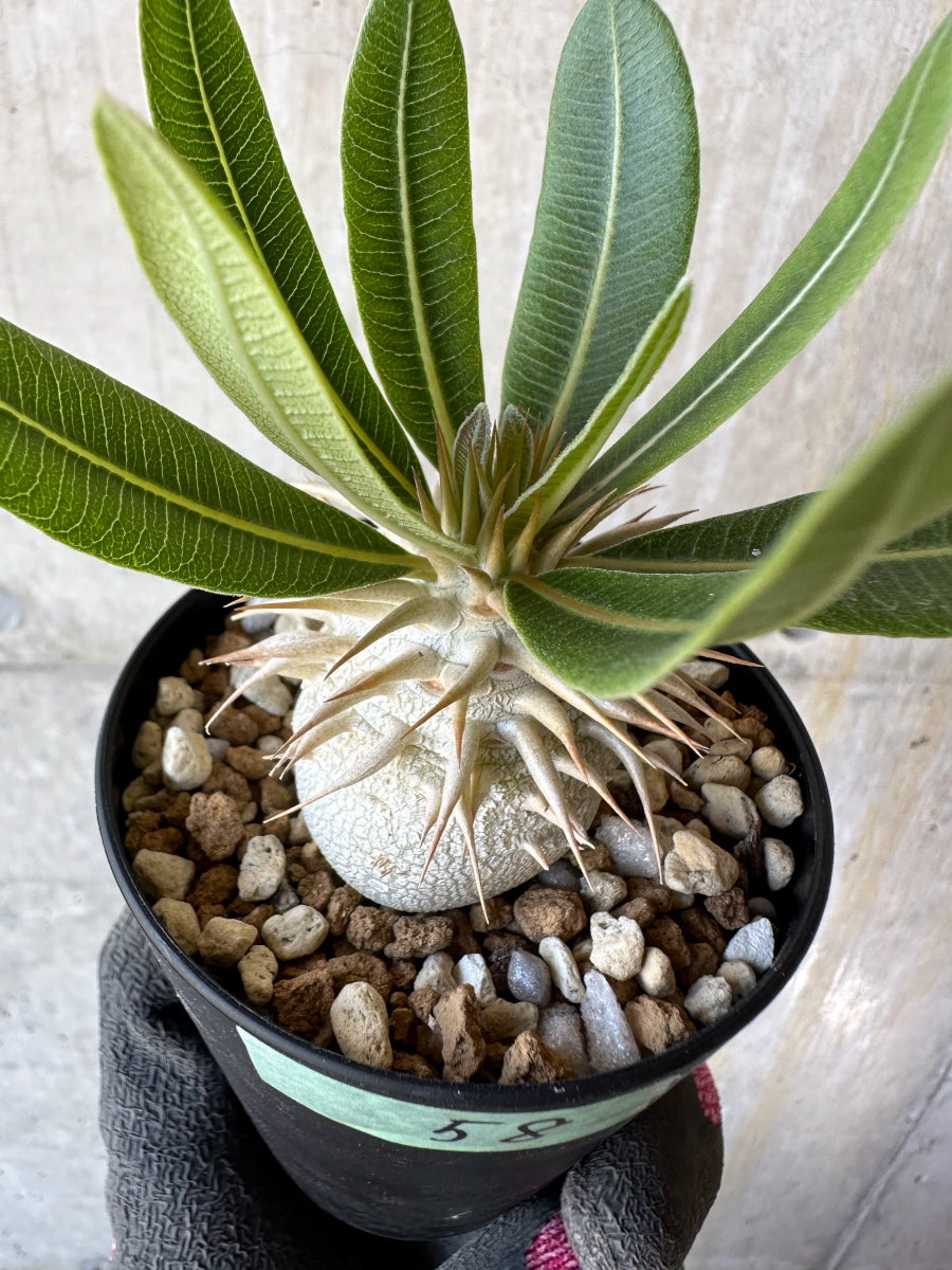 現品限り】パキポディウム・恵比寿笑い 白花【F58】 Pachypodium