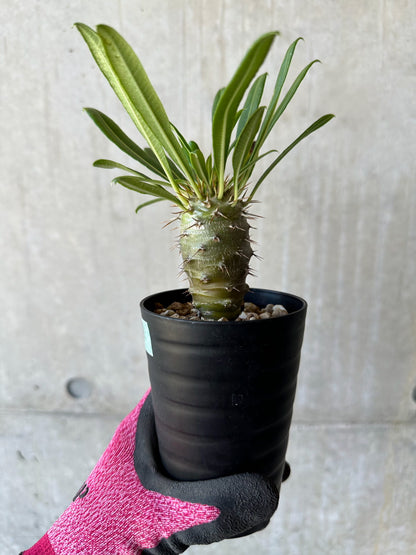 【現品限り】パキポディウム・フィヘレネンセ【F59】 Pachypodium lamerei v fiherense