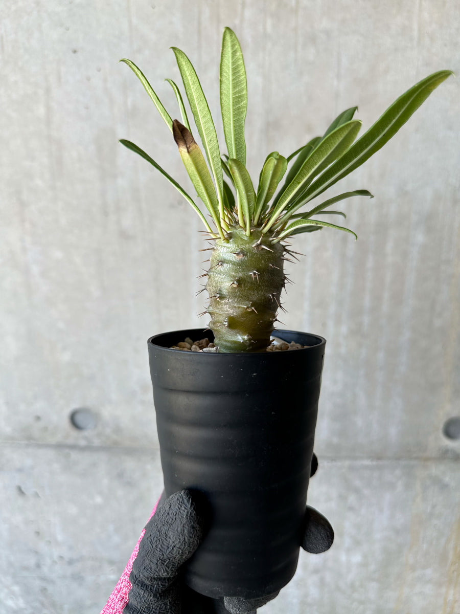 【現品限り】パキポディウム・フィヘレネンセ【F59】 Pachypodium lamerei v fiherense