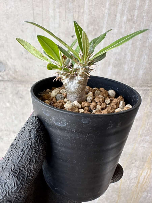 【現品限り】パキポディウム・マカイエンセ【F5】 Pachypodium makayense