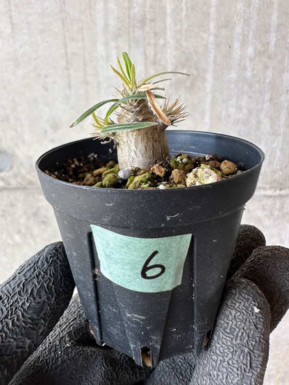 【現品限り】パキポディウム・グラキリス【F6】 Pachypodium gracilius