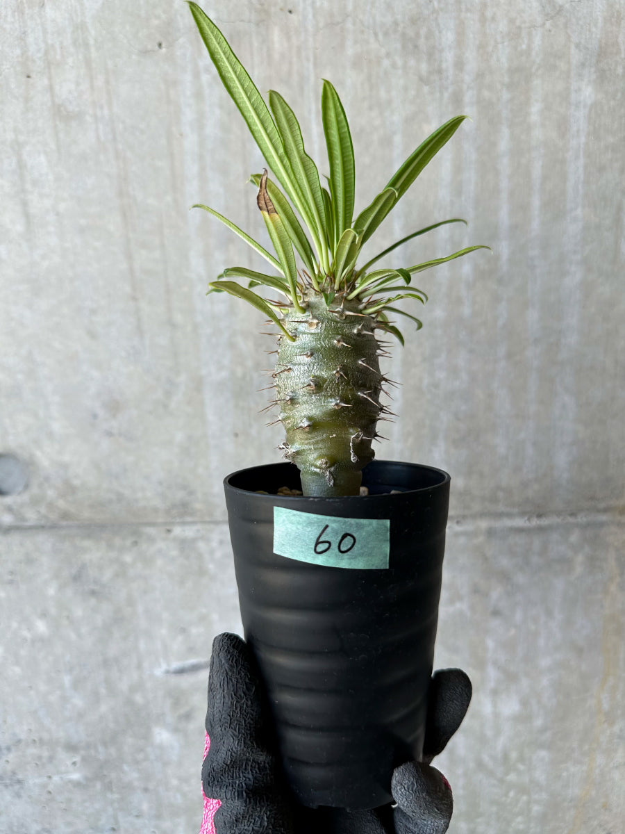 【現品限り】パキポディウム・フィヘレネンセ【F60】 Pachypodium windsorii