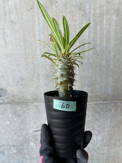 【現品限り】パキポディウム・フィヘレネンセ【F60】 Pachypodium windsorii