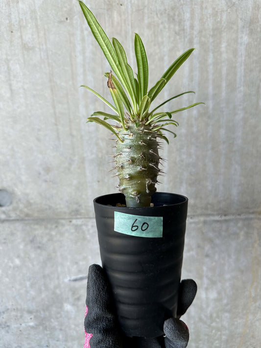 【現品限り】パキポディウム・フィヘレネンセ【F60】 Pachypodium windsorii