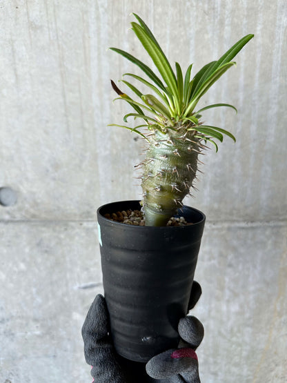 【現品限り】パキポディウム・フィヘレネンセ【F60】 Pachypodium windsorii