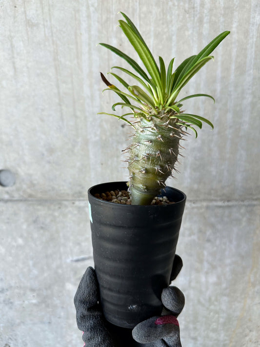 【現品限り】パキポディウム・フィヘレネンセ【F60】 Pachypodium windsorii