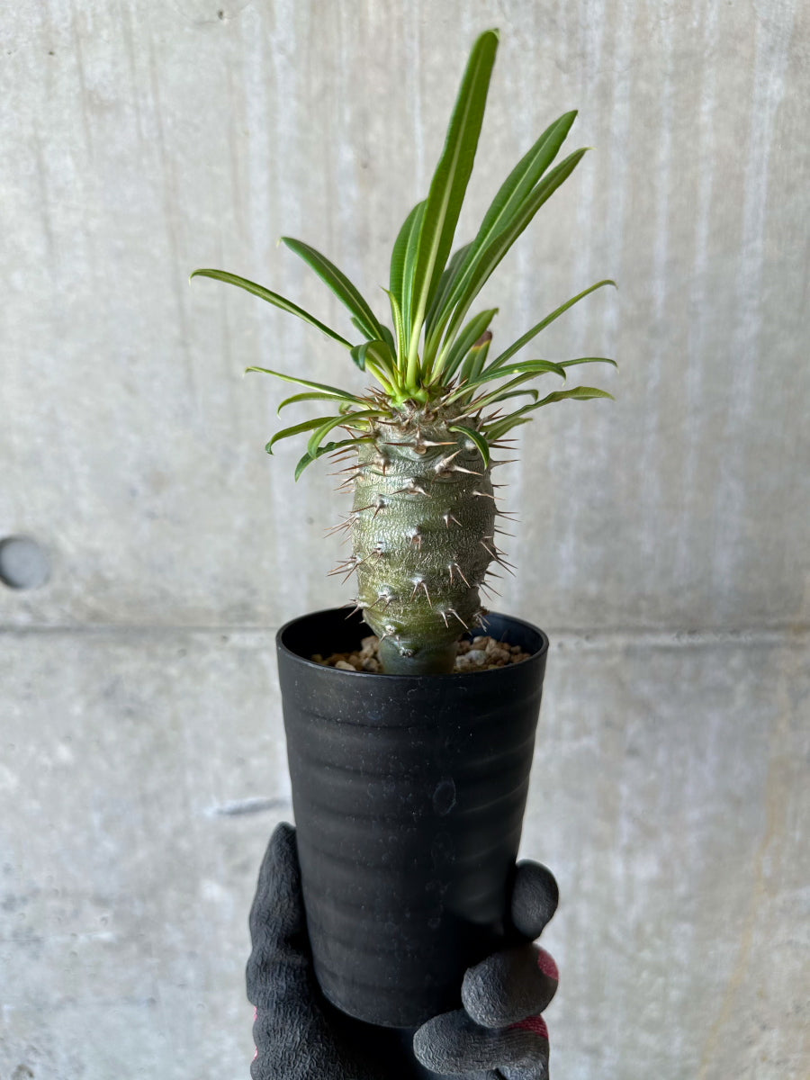 【現品限り】パキポディウム・フィヘレネンセ【F60】 Pachypodium windsorii