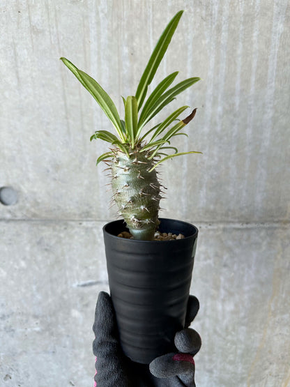 【現品限り】パキポディウム・フィヘレネンセ【F60】 Pachypodium windsorii