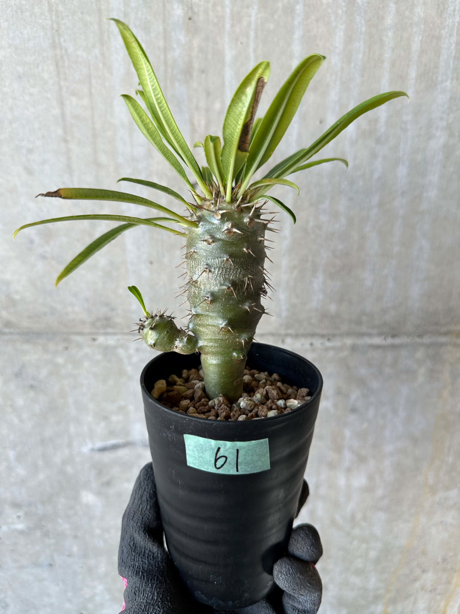 【現品限り】パキポディウム・フィヘレネンセ【F61】 Pachypodium windsorii