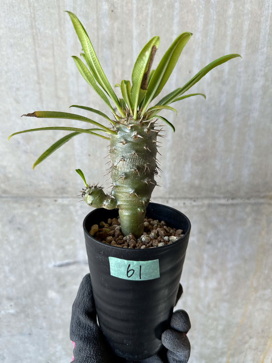【現品限り】パキポディウム・フィヘレネンセ【F61】 Pachypodium windsorii