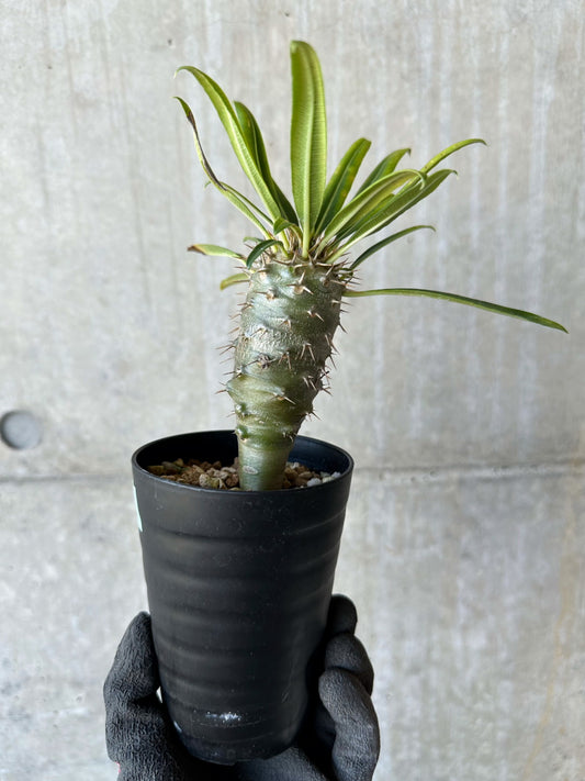 【現品限り】パキポディウム・フィヘレネンセ【F61】 Pachypodium windsorii