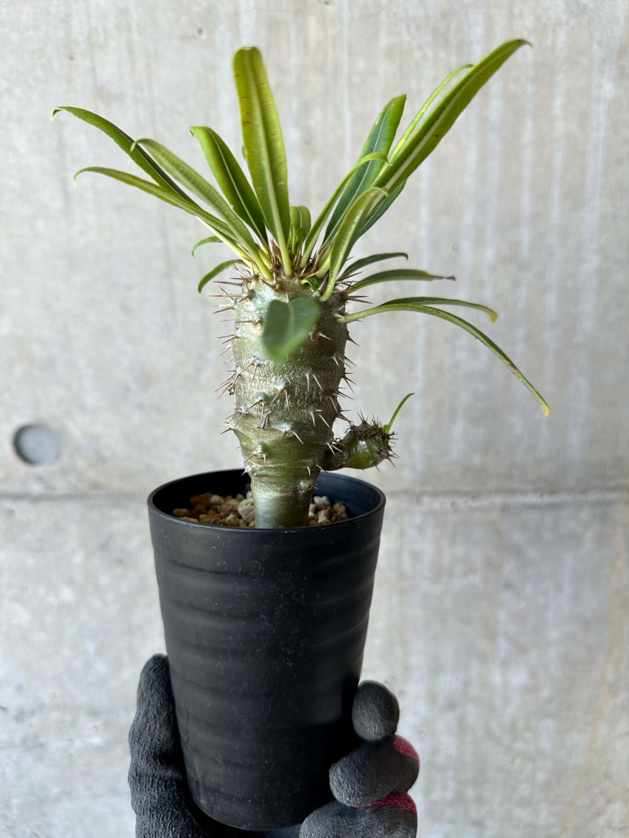 【現品限り】パキポディウム・フィヘレネンセ【F61】 Pachypodium windsorii