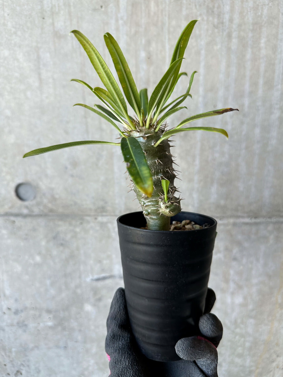 【現品限り】パキポディウム・フィヘレネンセ【F61】 Pachypodium windsorii