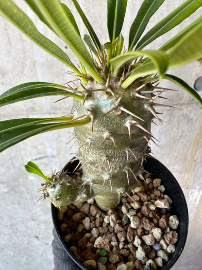 【現品限り】パキポディウム・フィヘレネンセ【F61】 Pachypodium windsorii