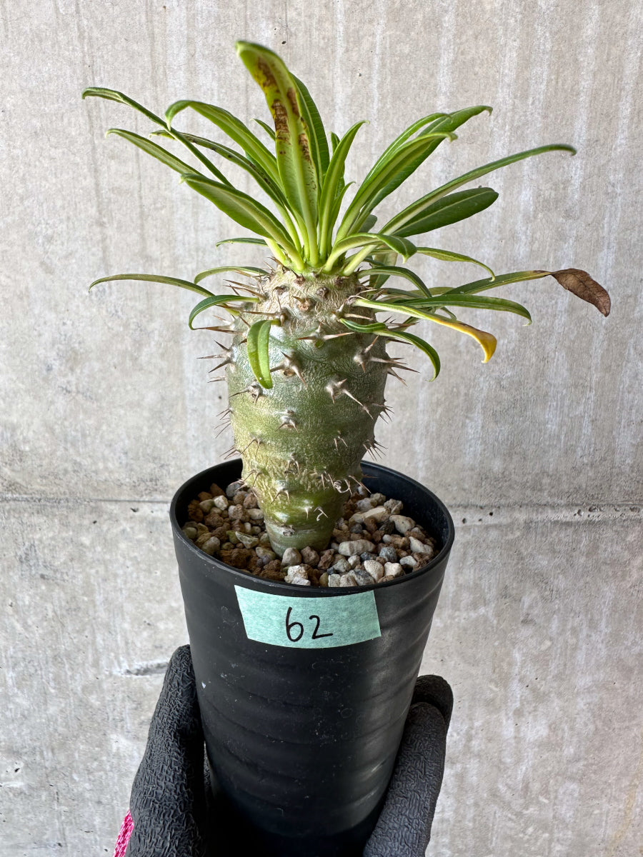 【現品限り】パキポディウム・フィヘレネンセ【F62】 Pachypodium windsorii