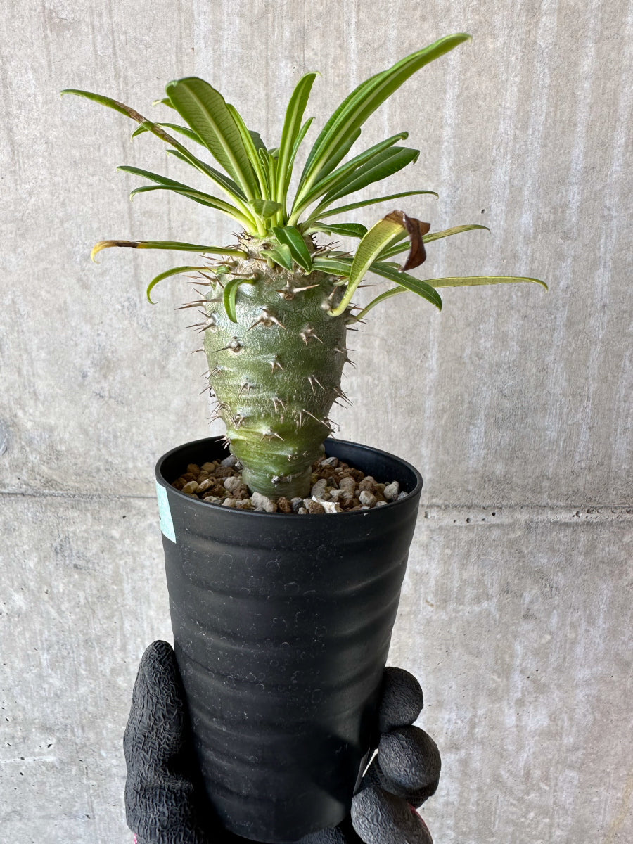 現品限り】パキポディウム・フィヘレネンセ【F62】 Pachypodium