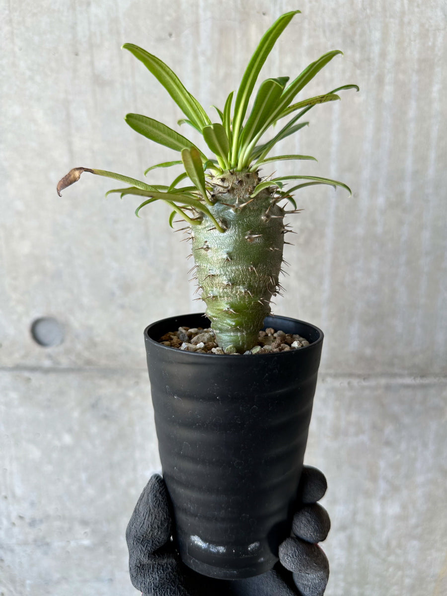 【現品限り】パキポディウム・フィヘレネンセ【F62】 Pachypodium windsorii