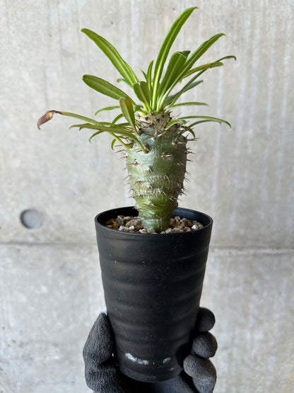 【現品限り】パキポディウム・フィヘレネンセ【F62】 Pachypodium windsorii