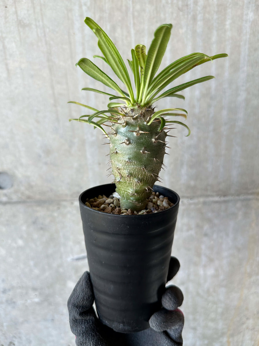 【現品限り】パキポディウム・フィヘレネンセ【F62】 Pachypodium windsorii