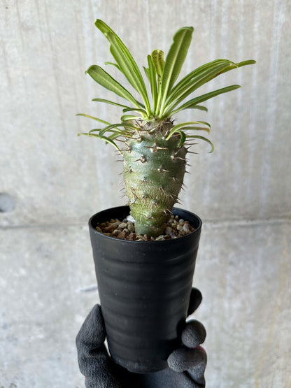 【現品限り】パキポディウム・フィヘレネンセ【F62】 Pachypodium windsorii