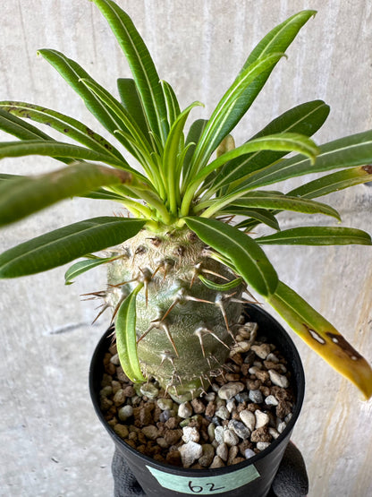 【現品限り】パキポディウム・フィヘレネンセ【F62】 Pachypodium windsorii