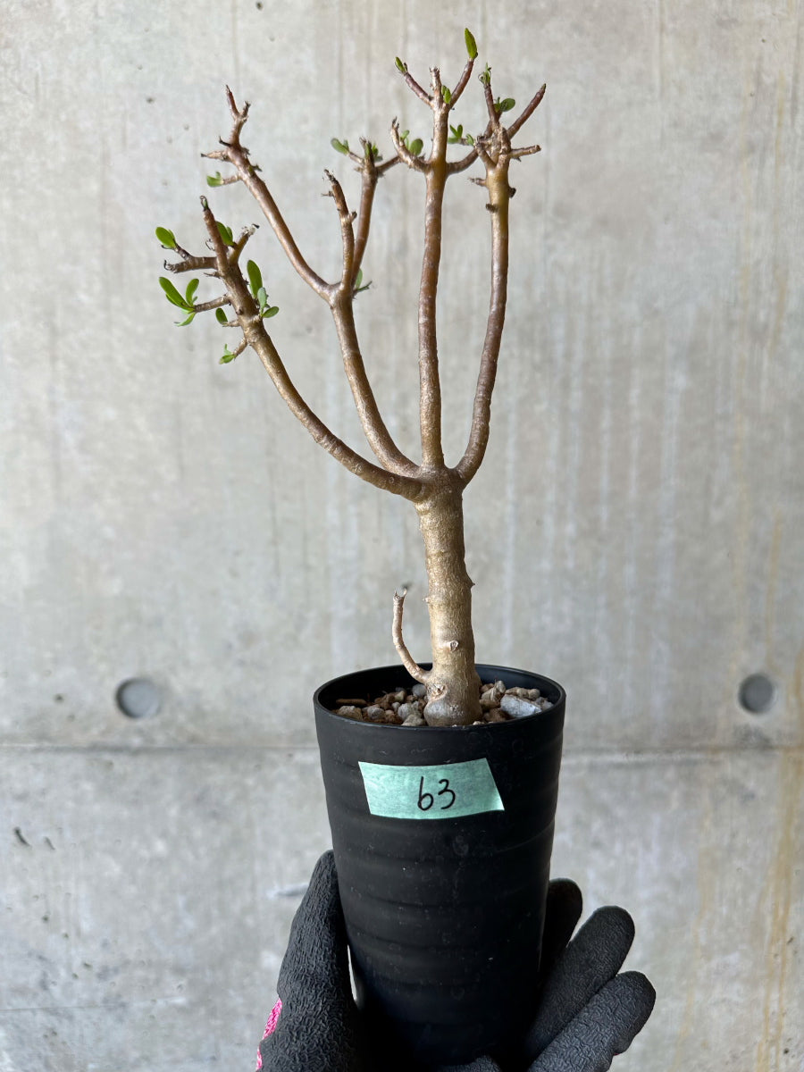 【現品限り】オトンナ・アルブスクラ 幹に傷あり、生育問題なし【F63】 Othonna arbuscula