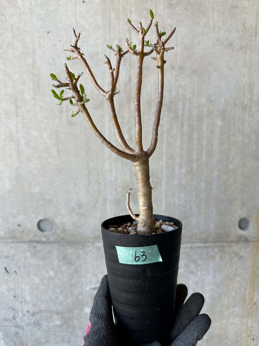 【現品限り】オトンナ・アルブスクラ 幹に傷あり、生育問題なし【F63】 Othonna arbuscula