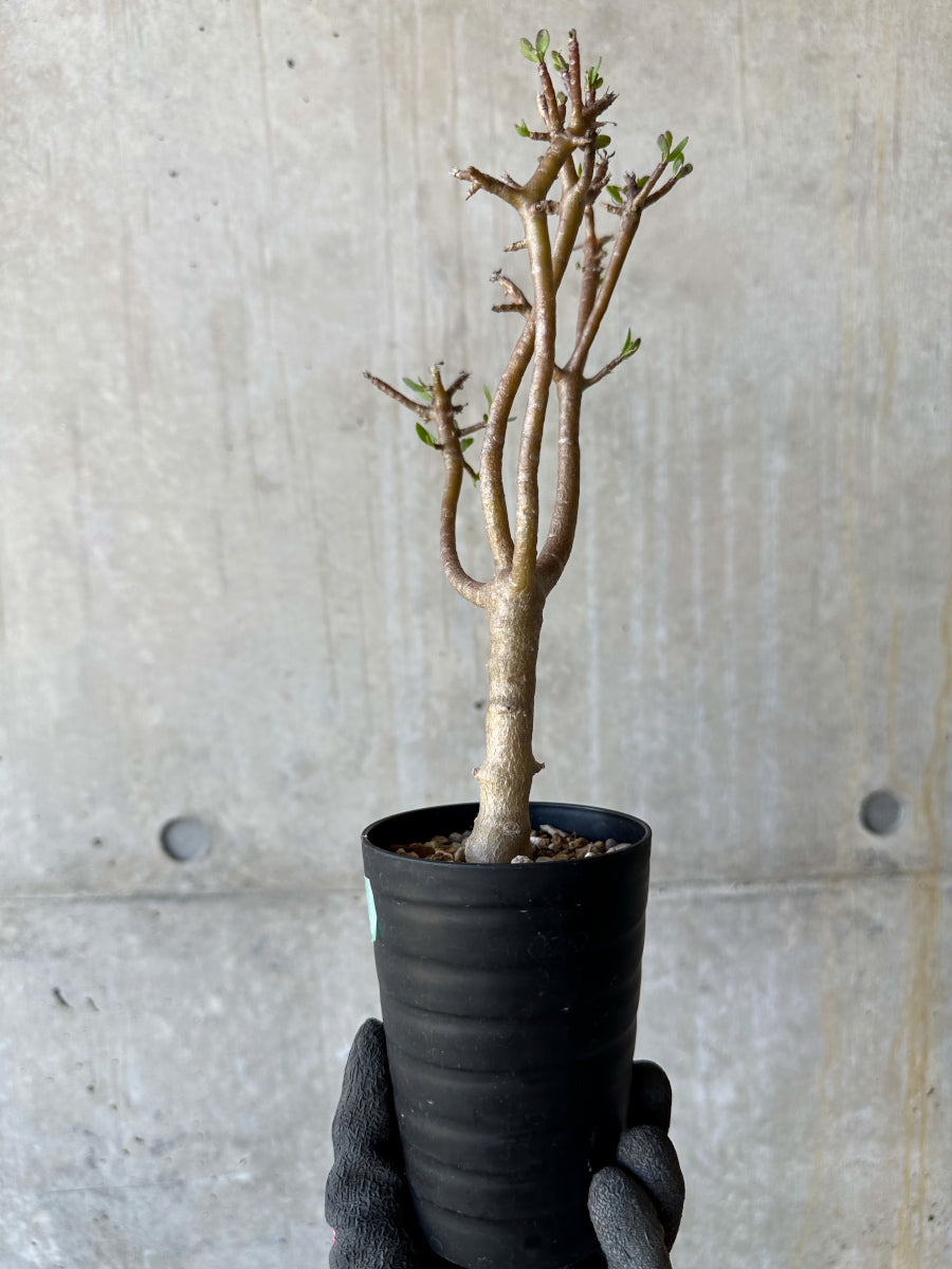 【現品限り】オトンナ・アルブスクラ 幹に傷あり、生育問題なし【F63】 Othonna arbuscula