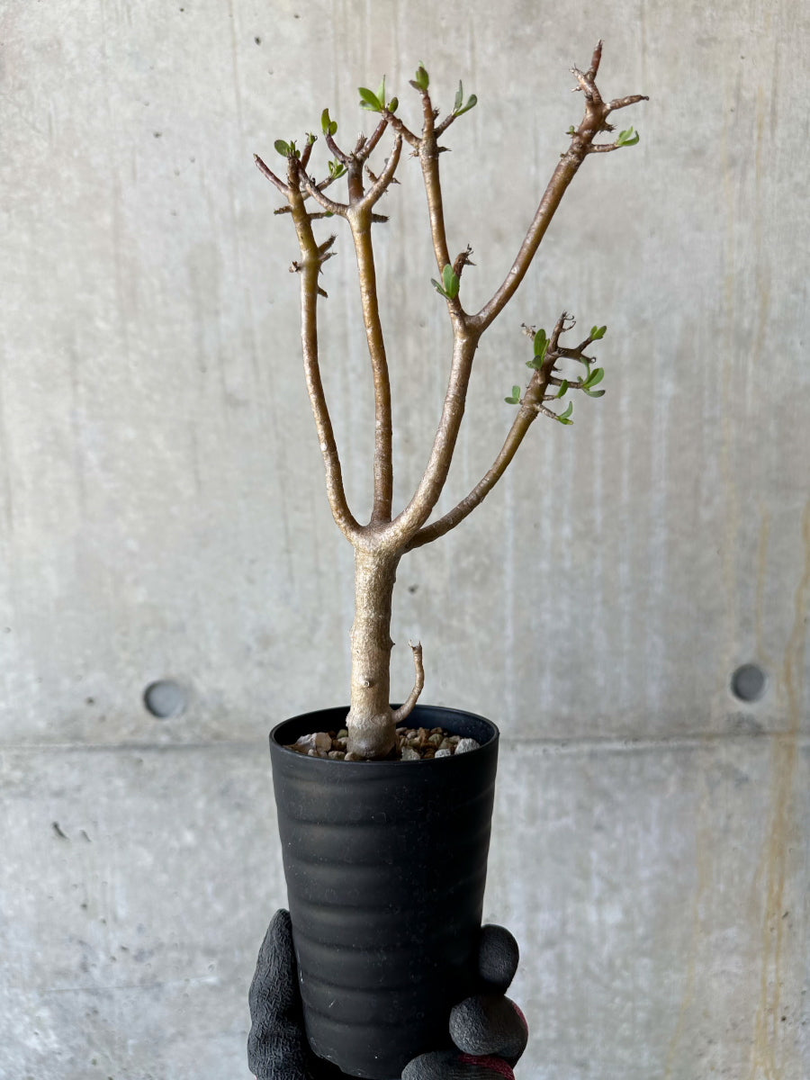 【現品限り】オトンナ・アルブスクラ 幹に傷あり、生育問題なし【F63】 Othonna arbuscula