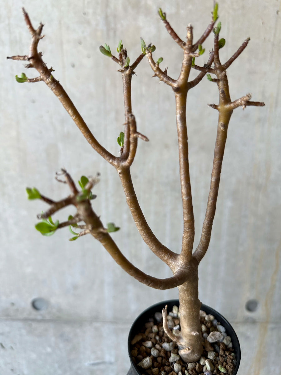 【現品限り】オトンナ・アルブスクラ 幹に傷あり、生育問題なし【F63】 Othonna arbuscula