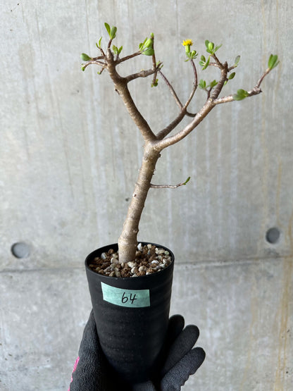 【現品限り】オトンナ・アルブスクラ 花咲き始めました【F64】 Othonna arbuscula