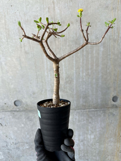 【現品限り】オトンナ・アルブスクラ 花咲き始めました【F64】 Othonna arbuscula